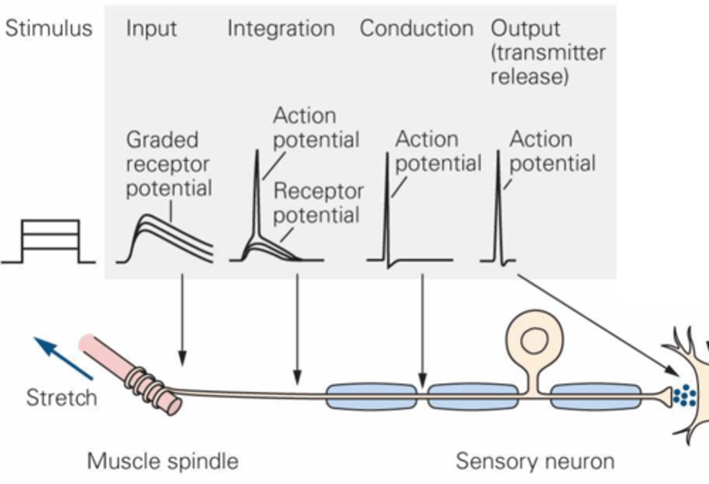 <p>Graded receptor potentials ___________ in size in response to ...?</p>