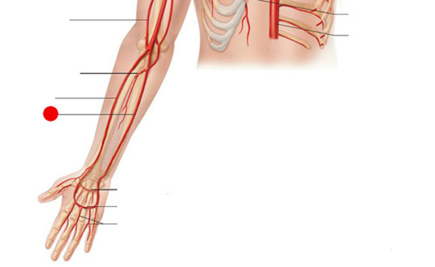 <p>identify this artery;</p><p>artery that supplies blood to the muscle of the little finger side of the arm and palm of the hand</p>