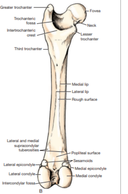 <p>What view of the femur is this?&nbsp;</p>