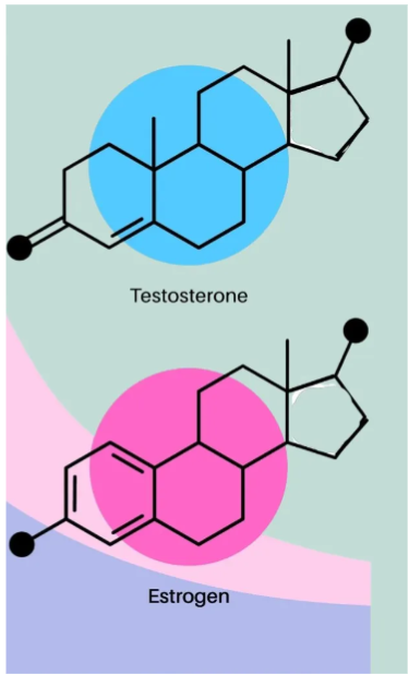 <p>Mannen en vrouwen <strong>produceren beide types hormonen,</strong> maar <strong>man </strong>heeft een <strong>tien maal hogere testosteronspiegel,</strong> terwijl de <strong>vrouw </strong>een <strong>tien maal hogere oestrogenenspiegel</strong> heeft.&nbsp;</p><p><span data-name="light_blue_heart" data-type="emoji">🩵</span><strong>Testosteron ('mannelijke' geslachtshormoon)</strong></p><p>Heeft waarschijnlijk een invloed op het <strong>seksueel gedrag </strong>bij mannen en bij vrouwen. De invloed van testosteron kan verklaren waarom <strong>mannen </strong>op allerlei maten van <strong>seksueel verlangen gemiddeld genomen hoger scoren dan vrouwen.</strong> Dit geldt voor <strong>spontane gedachten</strong> aan seks, <strong>frequentie </strong>en gevarieerdheid van seksuele <strong>fantasieën</strong>, verlangde frequentie van geslachtsgemeenschap, ideaal aantal partners, <strong>frequentie van masturbatie,</strong> interesse in verschillende vormen van seksualiteit, bereidheid om te betalen voor seks…</p><p><span data-name="pink_heart" data-type="emoji">🩷</span><strong>Oestrogeen en progesteron ('vrouwelijke' geslachtshormonen)</strong></p><p>Bij vrouwen is naast testosteron, ook <strong>oestrogeen belangrijk </strong>voor de <strong>voortplanting</strong>. Het belang van het <strong>hormonenniveau </strong>bij vrouwen blijkt uit het feit dat zij <strong>meer tot seksuele activiteit overgaan halverwege twee menstruaties</strong>, het moment van de <strong>grootste vruchtbaarheid</strong> maar ook het moment van het <strong>hoogste oestrogeengehalte</strong> en het <strong>hoogste testosteronggehalte</strong>. Op dat moment vermelden vrouwen ook een <strong>verhoogde interesse</strong> voor <strong>andere seksuele partners,</strong> vooral wanneer ze <strong>ontevreden </strong>zijn over hun eigen <strong>relatie</strong></p>