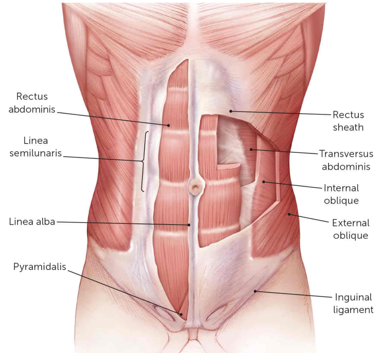 <p>Rectus Abdominus Origin</p>