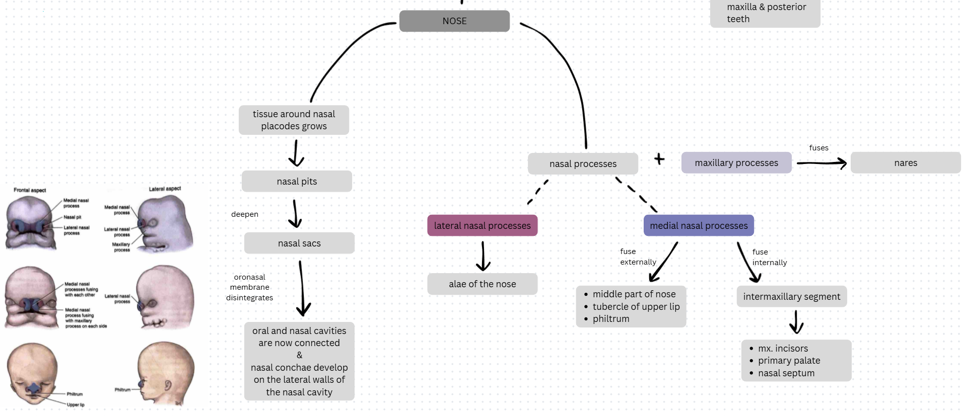 <p>Frontonasal Process → Upper Face → Nose</p>
