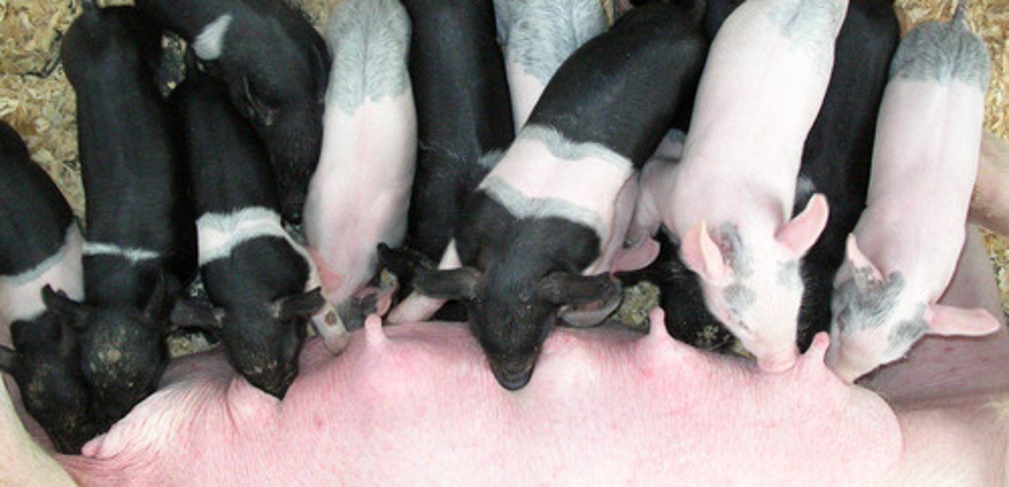 <p>modified sweat glands that secrete milk</p>