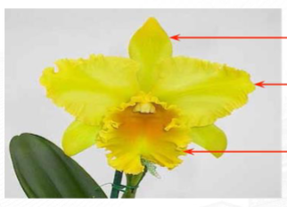 <p>Determine the type of irregular flower and its name </p>