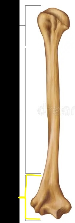 <p>Which section of the long bone is this? </p>