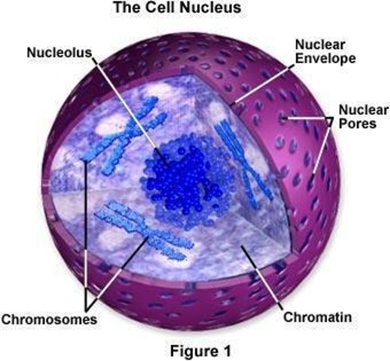 <p>Contains most of the cell's DNA and proteins in the form of linear chromosomes; responsible for regulating cell functions and storing genetic information.</p>