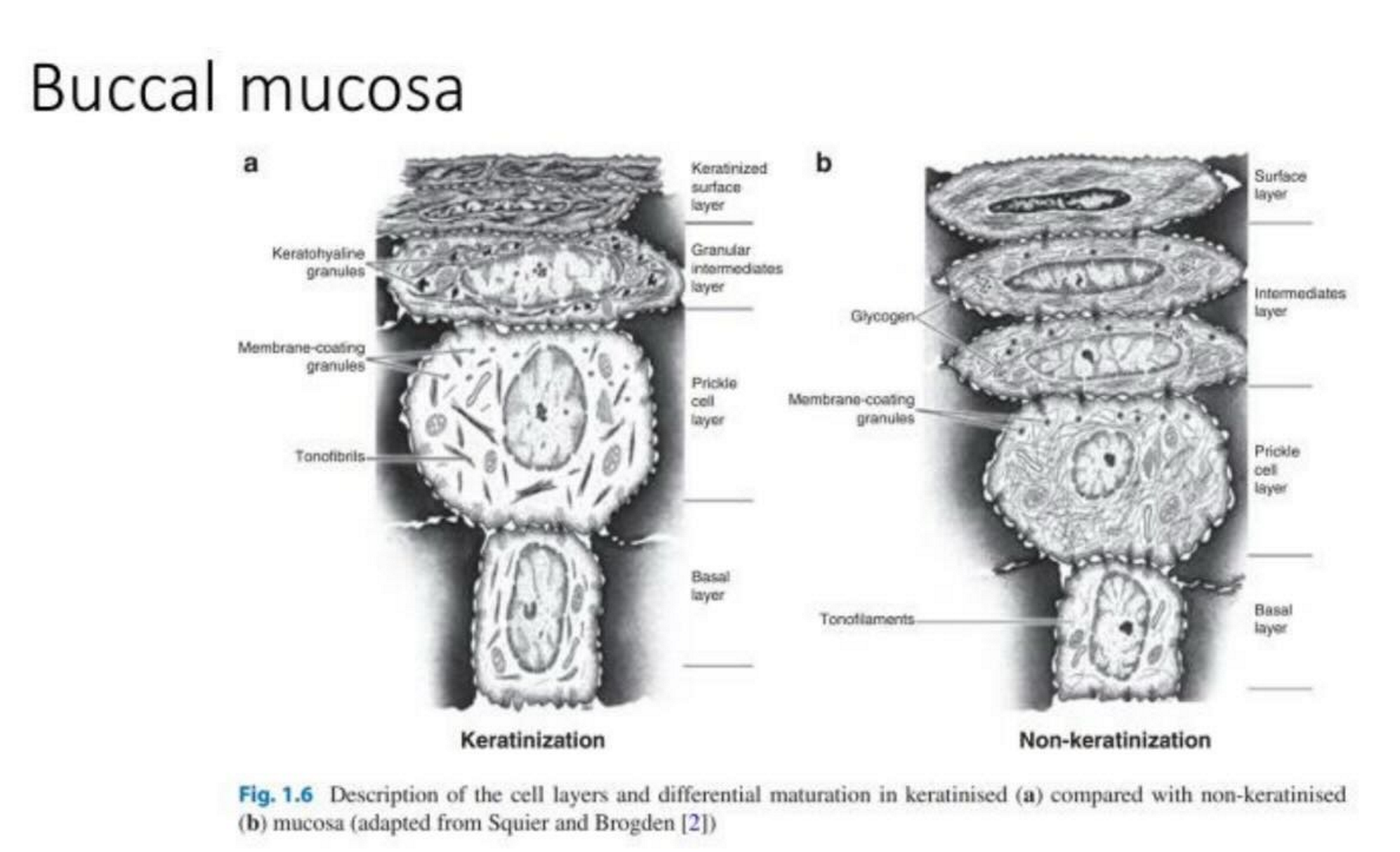 <p>Subdivided into three types: lining mucosa, specialised mucosa, and masticatory mucosa (determined by location and historical properties)</p><ul><li><p><span>Mucosa is highly vascularised, allowing for both mucosal (local) and transmucosal (systemic) effect</span></p></li></ul><p></p>