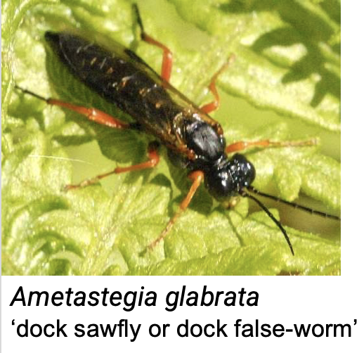 <p>(hymenoptera)</p><p><span>Usually on softwoods, on fence</span></p><p><span>Tunnels are 2-3 mm diameter, and usually short <10 mm long</span></p><p><span>More common in U.S. on west coast</span></p><p><span>Generally not a big issue in buildings</span></p>