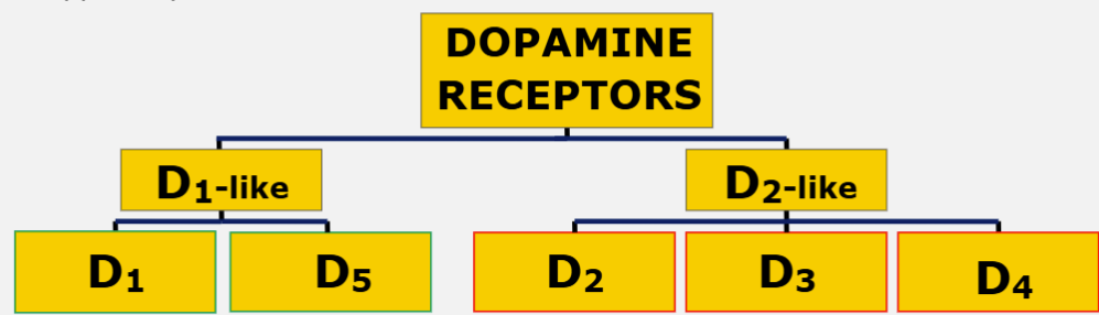 <ul><li><p><strong>DA receptors</strong> - all <strong>G-coupled protein receptors (GPCR)</strong></p></li><li><p><strong>D1-like</strong> - <strong>D1</strong> and <strong>D5</strong></p></li><li><p><strong>D2-like</strong> - <strong>D2</strong>, <strong>D3</strong> and <strong>D4</strong></p></li></ul>