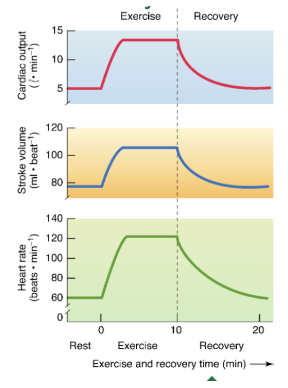 <ul><li><p><span>Duration &amp; intensity of exercise</span></p></li><li><p><span>Training state of subject</span></p></li><li><p><span>The more Hot, humid environment the LONGER the recovery</span></p></li></ul><p></p>