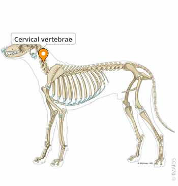 <ul><li><p>7 bones</p></li><li><p>Immediate neck bones from head</p></li></ul><p></p>