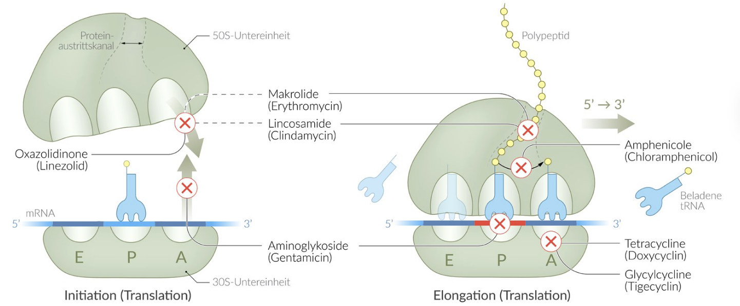 <p>E. Tetracyclines</p>