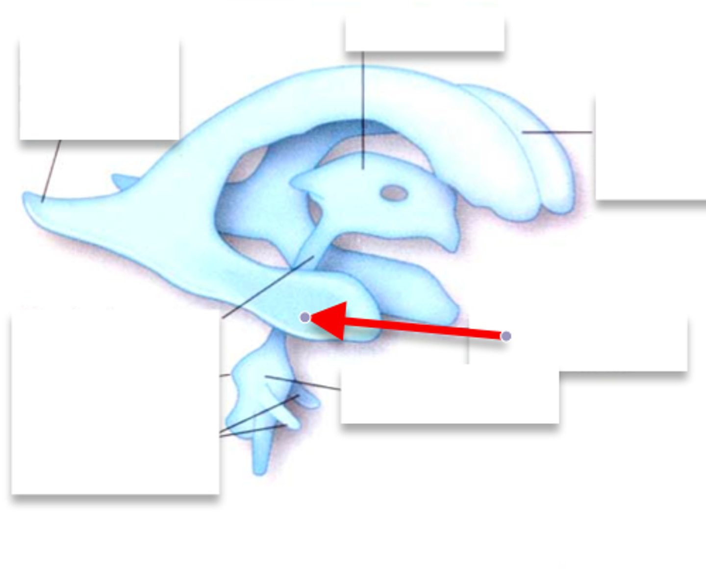 <p>temporal lobe</p>