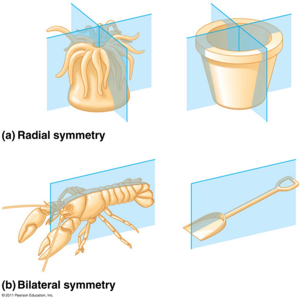 <p>• Have radial symmetry</p><p>• Have two germ layers (diploblastic)</p><p>• Develop tissues but no organs</p>