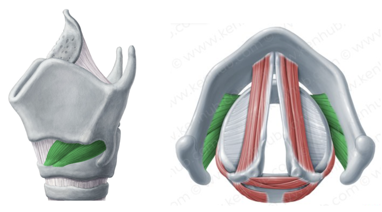 <p>what is the function of the cricothyroid muscles</p>