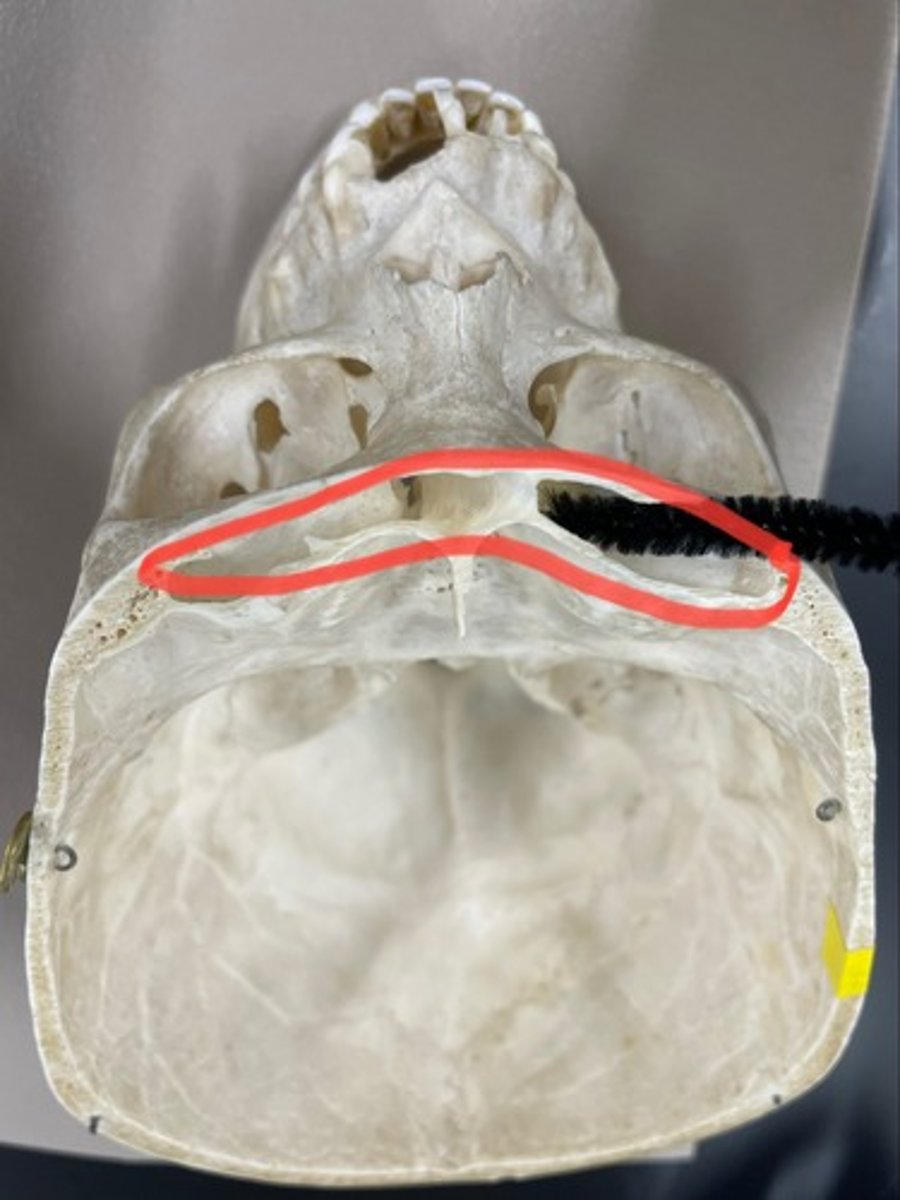 knowt flashcard image