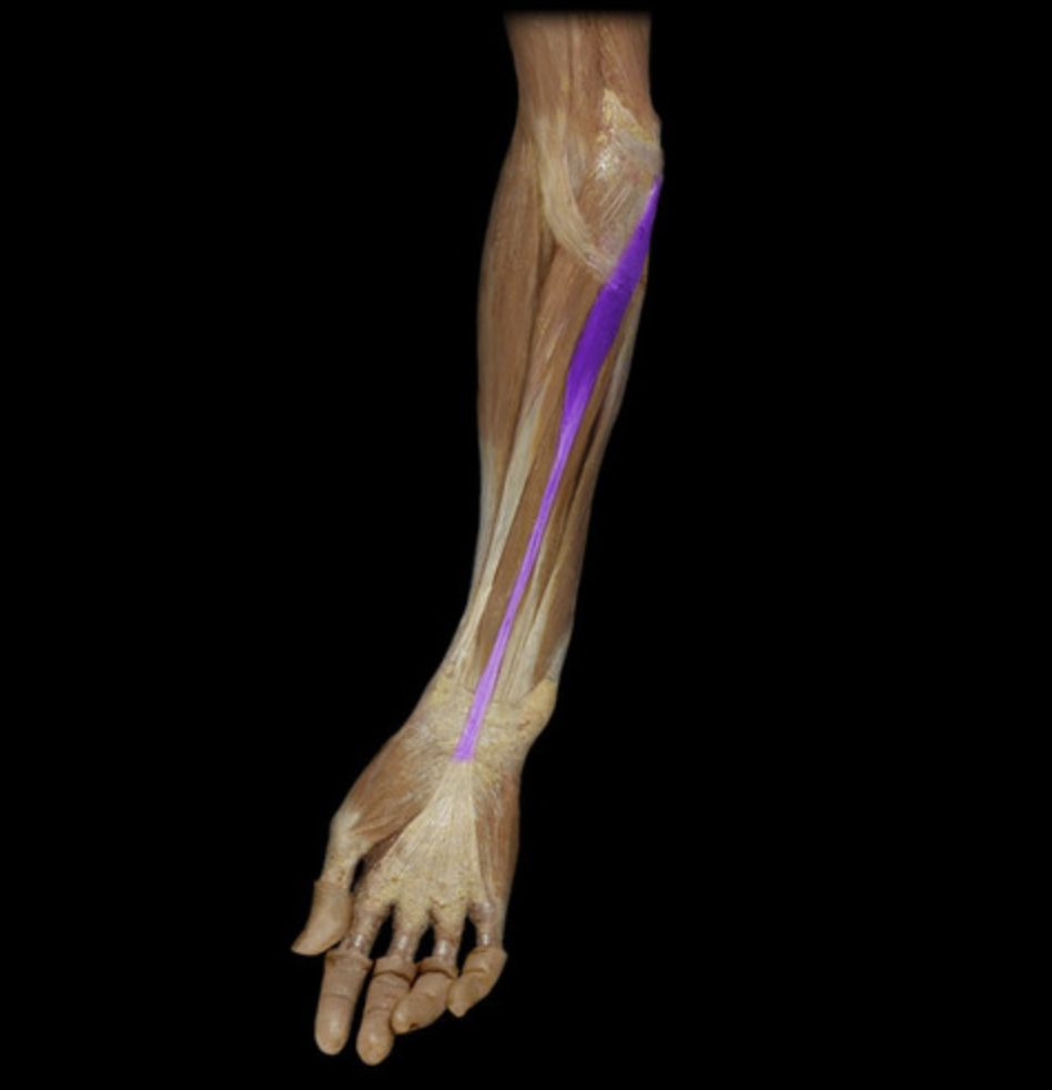 <p><em>table 3</em><br><em>O: medial epicondyle of humerus</em></p>