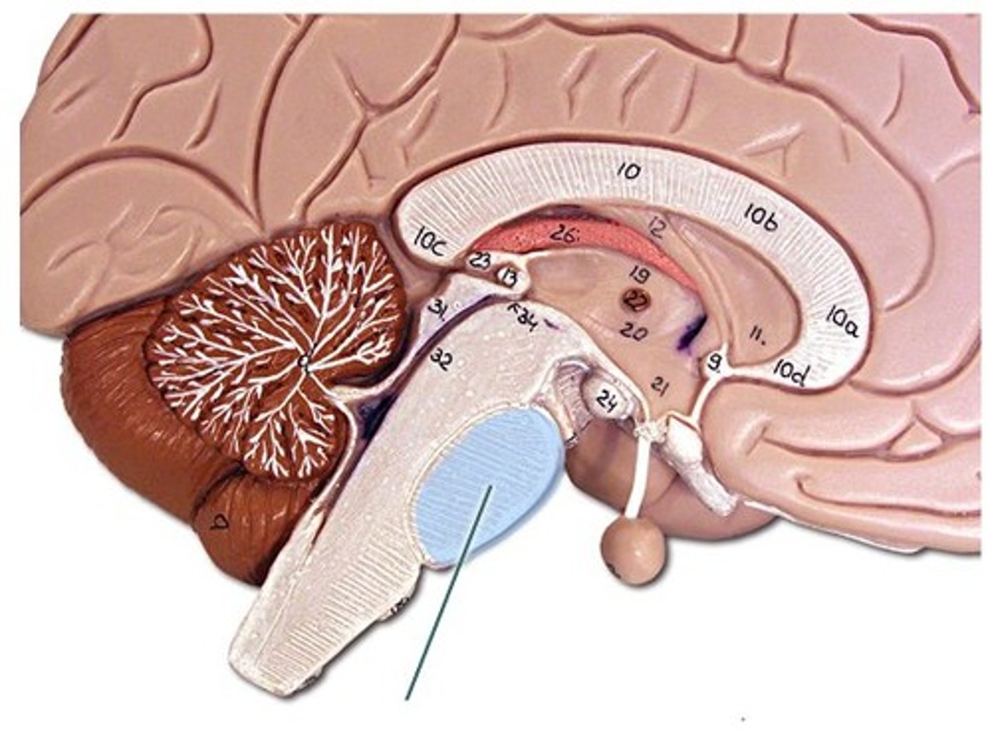 <p>A brain structure that relays information from the cerebellum to the rest of the brain, associated with CN V</p>