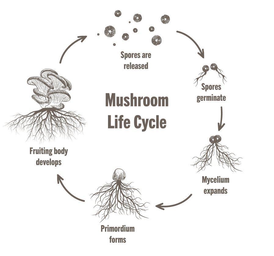 <p>fruiting body = <span>the spore-producing organ of a <u>fungus</u>, </span></p>