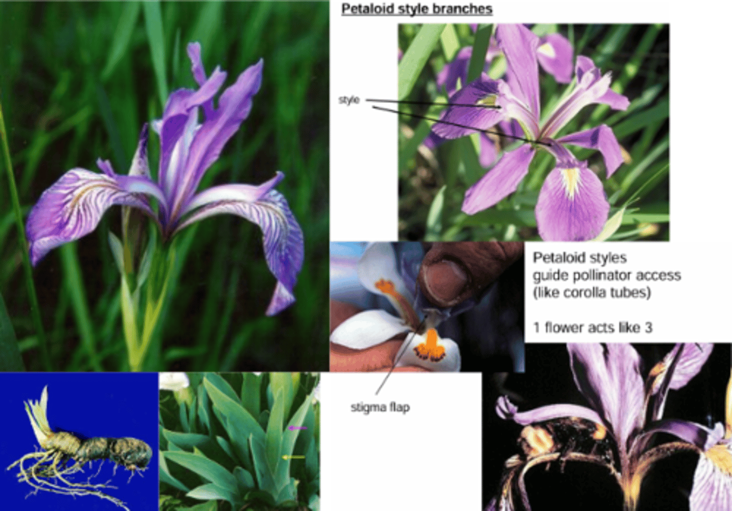 <p>What genus has these characteristics?</p><p>Petaloid style branches: </p><p>- Petaloid styles guide pollinator access (like corolla tubes) </p><p>- 1 flower acts like 3</p><p>Has Rhizome </p><p>Normal Iridaceae characteristics: </p><p>- sheathing bases equitant (folded)</p><p>- capsule </p><p>- 1 style with 3+ branches (petaloid in Iris) </p><p>- 3 stamens </p>