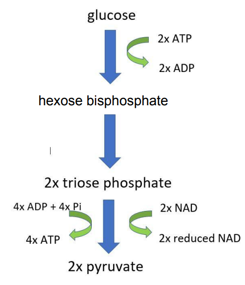 <p>glucose phosphorylated to hexose bisphosphate by 2 ATP</p><p>hexose bisphosphate splits into 2 triose phosphate</p><p>2 TP oxidised to 2 pyruvate</p><p>net gain of 2 reduced NAD, 2 ATP per glucose</p>