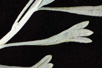 <p>Dominant plant of GB</p><ul><li><p><em>Artemisia tridentata</em></p></li><li><p>leaf shape: <em>tri</em> = 3, <em>dentata</em> = teeth</p></li></ul><p></p>