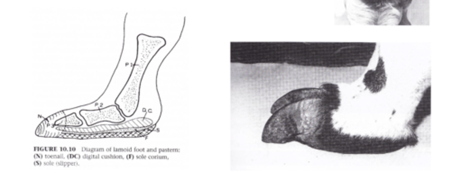 <p>- Modified digitigrade, padded foot (like dogs) with toenail</p><p>- Trim toenails as required</p>