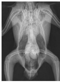 <p>What species radiograph is this and what can we identify?</p>