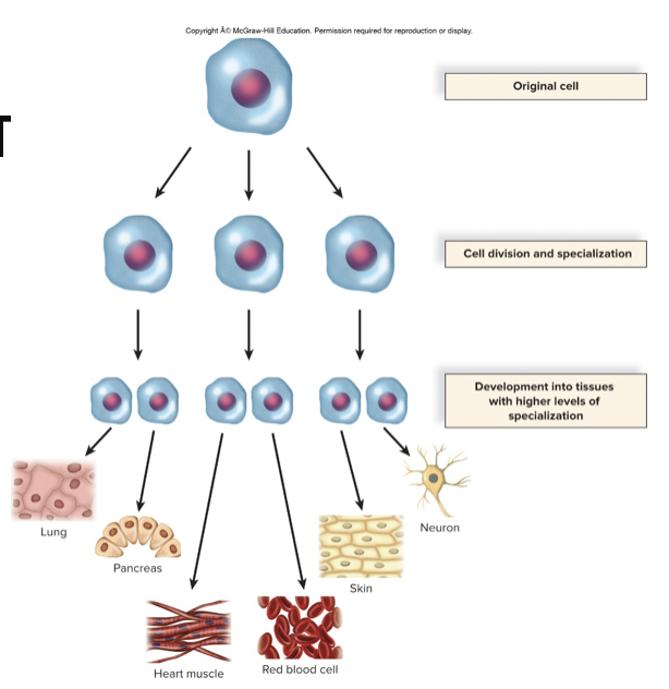 <ul><li><p>All cells in an individual have the same DNA</p></li><li><p>Cells only express the DNA they need to do their specialized job</p></li></ul>