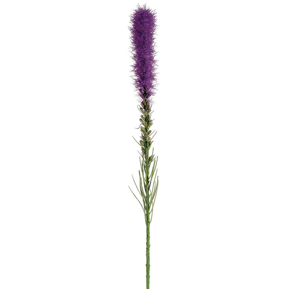 <p>What is the scientific name for this plant?</p>