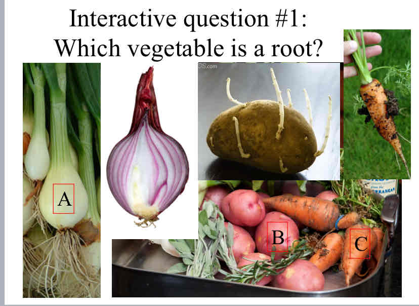 <p>Practice Question (Vegetables) - Which vegetable is a root?</p>