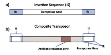 <table style="min-width: 75px;"><colgroup><col style="min-width: 25px;"><col style="min-width: 25px;"><col style="min-width: 25px;"></colgroup><tbody><tr><th colspan="1" rowspan="1" style="border-bottom: 1.06667px solid rgba(0, 0, 0, 0.12); font: 500 15px / 25px quote-cjk-patch, Inter, system-ui, -apple-system, BlinkMacSystemFont, &quot;Segoe UI&quot;, Roboto, Oxygen, Ubuntu, Cantarell, &quot;Open Sans&quot;, &quot;Helvetica Neue&quot;, sans-serif; border-top: none; padding: 10px 16px 10px 0px; text-align: left;"><p><strong>Feature</strong></p></th><th colspan="1" rowspan="1" style="border-bottom: 1.06667px solid rgba(0, 0, 0, 0.12); font: 500 15px / 25px quote-cjk-patch, Inter, system-ui, -apple-system, BlinkMacSystemFont, &quot;Segoe UI&quot;, Roboto, Oxygen, Ubuntu, Cantarell, &quot;Open Sans&quot;, &quot;Helvetica Neue&quot;, sans-serif; border-top: none; padding: 10px 16px; text-align: left;"><p><strong>Insertion Sequence (IS)</strong></p></th><th colspan="1" rowspan="1" style="border-bottom: 1.06667px solid rgba(0, 0, 0, 0.12); font: 500 15px / 25px quote-cjk-patch, Inter, system-ui, -apple-system, BlinkMacSystemFont, &quot;Segoe UI&quot;, Roboto, Oxygen, Ubuntu, Cantarell, &quot;Open Sans&quot;, &quot;Helvetica Neue&quot;, sans-serif; border-top: none; padding: 10px 16px; text-align: left;"><p><strong>Composite Transposon (Tn)</strong></p></th></tr><tr><td colspan="1" rowspan="1" style="border-bottom: 1.06667px solid rgba(0, 0, 0, 0.1); font: 400 15px / 25px quote-cjk-patch, Inter, system-ui, -apple-system, BlinkMacSystemFont, &quot;Segoe UI&quot;, Roboto, Oxygen, Ubuntu, Cantarell, &quot;Open Sans&quot;, &quot;Helvetica Neue&quot;, sans-serif; min-width: 100px; max-width: max(30vw, 320px); padding: 10px 16px 10px 0px;"><p><strong>Structure</strong></p></td><td colspan="1" rowspan="1" style="border-bottom: 1.06667px solid rgba(0, 0, 0, 0.1); font: 400 15px / 25px quote-cjk-patch, Inter, system-ui, -apple-system, BlinkMacSystemFont, &quot;Segoe UI&quot;, Roboto, Oxygen, Ubuntu, Cantarell, &quot;Open Sans&quot;, &quot;Helvetica Neue&quot;, sans-serif; min-width: 100px; max-width: max(30vw, 320px); padding: 10px 16px;"><p><strong>Minimal:</strong> Only Transposase + Inverted Repeats</p></td><td colspan="1" rowspan="1" style="border-bottom: 1.06667px solid rgba(0, 0, 0, 0.1); font: 400 15px / 25px quote-cjk-patch, Inter, system-ui, -apple-system, BlinkMacSystemFont, &quot;Segoe UI&quot;, Roboto, Oxygen, Ubuntu, Cantarell, &quot;Open Sans&quot;, &quot;Helvetica Neue&quot;, sans-serif; min-width: 100px; max-width: max(30vw, 320px); padding: 10px 0px 10px 16px;"><p>Two IS elements flanking additional genes (e.g., for antibiotic resistance).</p></td></tr><tr><td colspan="1" rowspan="1" style="border-bottom: 1.06667px solid rgba(0, 0, 0, 0.1); font: 400 15px / 25px quote-cjk-patch, Inter, system-ui, -apple-system, BlinkMacSystemFont, &quot;Segoe UI&quot;, Roboto, Oxygen, Ubuntu, Cantarell, &quot;Open Sans&quot;, &quot;Helvetica Neue&quot;, sans-serif; min-width: 100px; max-width: max(30vw, 320px); padding: 10px 16px 10px 0px;"><p><strong>Carries Extra Genes?</strong></p></td><td colspan="1" rowspan="1" style="border-bottom: 1.06667px solid rgba(0, 0, 0, 0.1); font: 400 15px / 25px quote-cjk-patch, Inter, system-ui, -apple-system, BlinkMacSystemFont, &quot;Segoe UI&quot;, Roboto, Oxygen, Ubuntu, Cantarell, &quot;Open Sans&quot;, &quot;Helvetica Neue&quot;, sans-serif; min-width: 100px; max-width: max(30vw, 320px); padding: 10px 16px;"><p><strong>No.</strong></p></td><td colspan="1" rowspan="1" style="border-bottom: 1.06667px solid rgba(0, 0, 0, 0.1); font: 400 15px / 25px quote-cjk-patch, Inter, system-ui, -apple-system, BlinkMacSystemFont, &quot;Segoe UI&quot;, Roboto, Oxygen, Ubuntu, Cantarell, &quot;Open Sans&quot;, &quot;Helvetica Neue&quot;, sans-serif; min-width: 100px; max-width: max(30vw, 320px); padding: 10px 0px 10px 16px;"><p><strong>Yes.</strong> (e.g., antibiotic resistance, toxin production).</p></td></tr><tr><td colspan="1" rowspan="1" style="border-bottom: 1.06667px solid rgba(0, 0, 0, 0.1); font: 400 15px / 25px quote-cjk-patch, Inter, system-ui, -apple-system, BlinkMacSystemFont, &quot;Segoe UI&quot;, Roboto, Oxygen, Ubuntu, Cantarell, &quot;Open Sans&quot;, &quot;Helvetica Neue&quot;, sans-serif; min-width: 100px; max-width: max(30vw, 320px); padding: 10px 16px 10px 0px;"><p><strong>Function</strong></p></td><td colspan="1" rowspan="1" style="border-bottom: 1.06667px solid rgba(0, 0, 0, 0.1); font: 400 15px / 25px quote-cjk-patch, Inter, system-ui, -apple-system, BlinkMacSystemFont, &quot;Segoe UI&quot;, Roboto, Oxygen, Ubuntu, Cantarell, &quot;Open Sans&quot;, &quot;Helvetica Neue&quot;, sans-serif; min-width: 100px; max-width: max(30vw, 320px); padding: 10px 16px;"><p>Self-propagation; "selfish DNA."</p></td><td colspan="1" rowspan="1" style="border-bottom: 1.06667px solid rgba(0, 0, 0, 0.1); font: 400 15px / 25px quote-cjk-patch, Inter, system-ui, -apple-system, BlinkMacSystemFont, &quot;Segoe UI&quot;, Roboto, Oxygen, Ubuntu, Cantarell, &quot;Open Sans&quot;, &quot;Helvetica Neue&quot;, sans-serif; min-width: 100px; max-width: max(30vw, 320px); padding: 10px 0px 10px 16px;"><p>Self-propagation + conferring new traits to the host bacterium.</p></td></tr></tbody></table><p>insertion sequences usually disrupt genes</p><p>composite transposon can alter the phenotype</p>