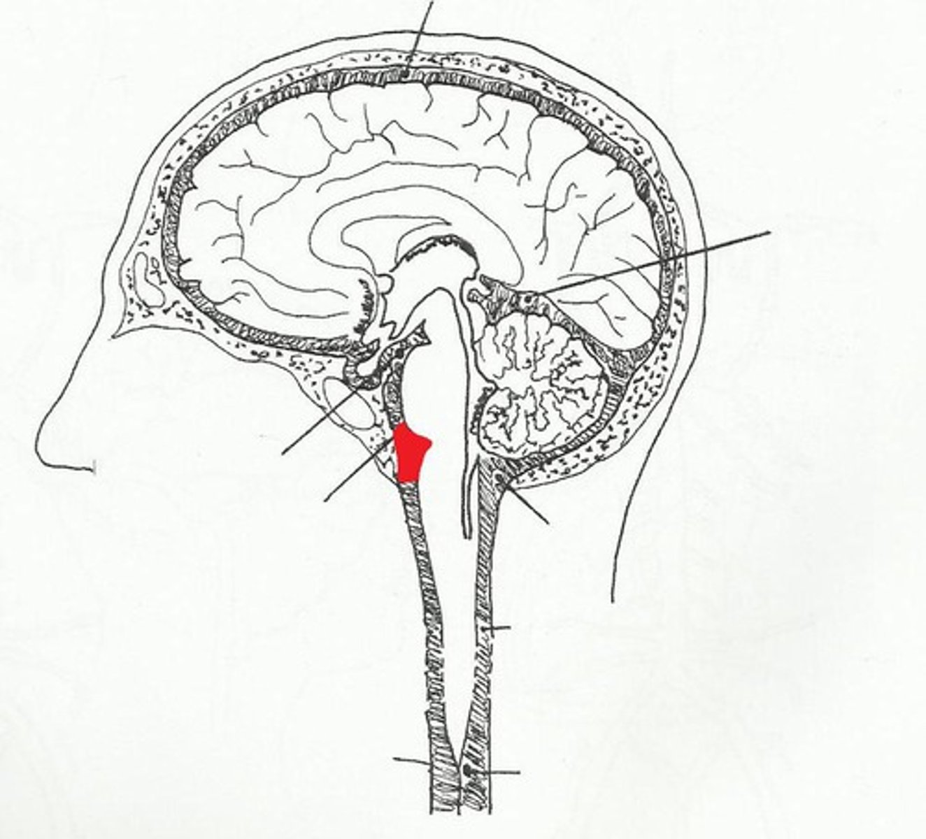 <p>subarachnoid cistern that is found just anterior to the pons and contains the basilar artery; single midline structure that contains CN VI</p>