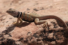 <p>6-11.5cm SVL • Tail 2x SVL • Color varies • Males without bright yellow heads • Saxicolous • Tail taller than wide</p>