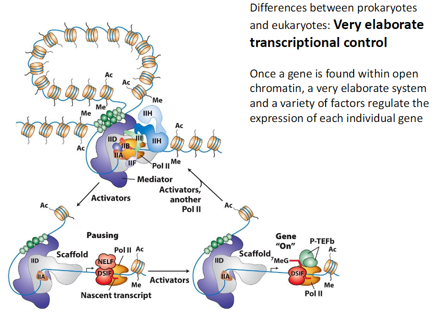 <ul><li><p><span style="background-color: transparent; font-family: "Helvetica Neue", sans-serif;"><strong><span>Prokaryotes</span><span><br></span></strong><span>  Relatively simple transcriptional control</span></span></p></li><li><p><span style="background-color: transparent; font-family: "Helvetica Neue", sans-serif;"><strong><span>Eukaryotes</span><span><br></span></strong><span>  Very elaborate transcriptional control</span><span><br></span><span>  Gene must first be located in open chromatin</span><span><br></span><span>   Open chromatin allows access to DNA</span><span><br></span><span>  Once accessible a variety of factors regulate expression</span><span><br></span><span>  Each individual gene is regulated separately</span></span></p></li></ul><p></p>