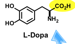 <p><span>L-DOPA crosses the blood brain barrier but dopamine does not</span></p><ul><li><p><span>Most exogenous L-DOPA is rapidly decarboxylated in peripheral tissues including heart, lung, and kidneys</span></p></li><li><p><span>Only ~ 1% of an oral dose reaches the brain</span></p></li><li><p><span>typically 3-6 grams administered daily to compensate</span></p></li><li><p><span>Vitamin B6 is a co-factor for aromatic L-amino acid decarboxylase (high vit B6 can increase activityreducing L-DOPA)</span></p></li></ul><p></p>