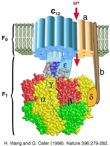 <p>ATP is generated across..</p>
