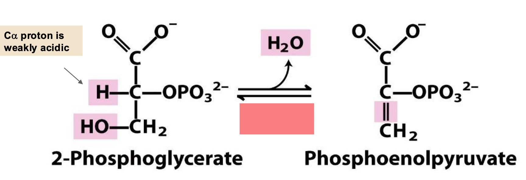 <p>eliminate water from PEP</p>