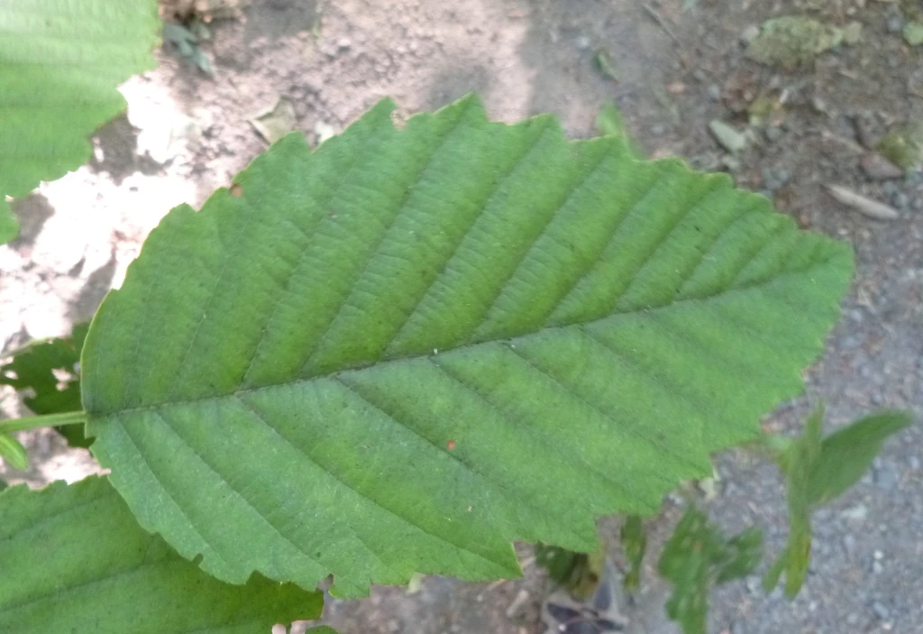 <p>Name this tree (scientific + common name)</p>