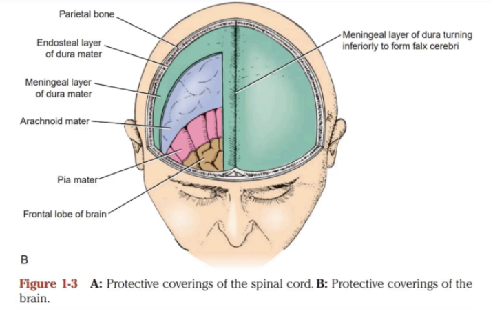 <p>Dura mater → Arachnoid mater → Pia mater </p><p>PAD = Padding of the Brains</p>