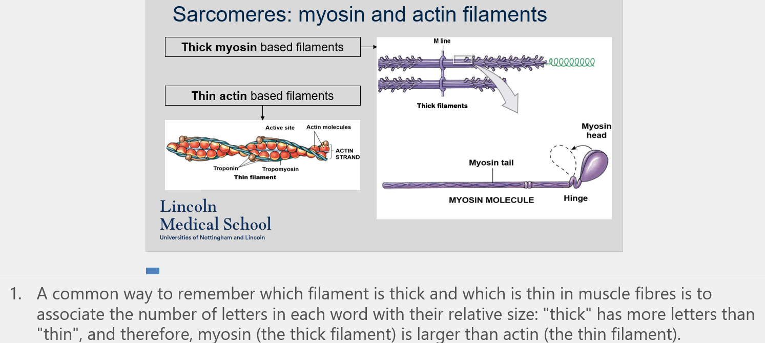 <p>One common way is to associate the number of letters in each word with their relative size: &quot;thick&quot; has more letters than &quot;thin&quot;, and therefore, myosin (the thick filament) is larger than actin (the thin filament).</p>