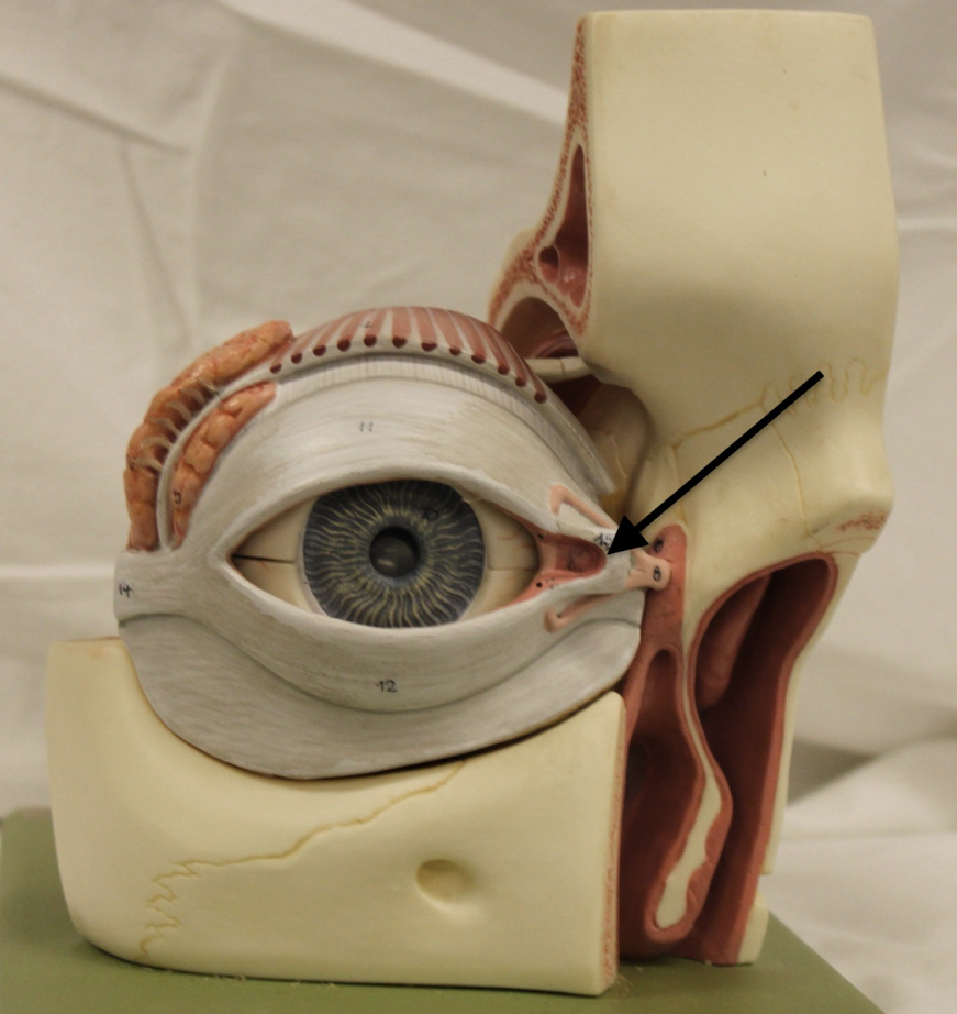<p>identify this part of the eye</p>