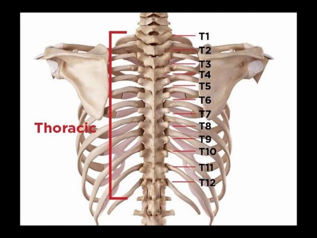 <p><span><mark data-color="unset" style="background-color: unset; color: inherit;">the middle section of the human spine, consisting of 12 vertebrae (T1-T12) connecting the neck (cervical) to the lower back (lumbar)</mark>.</span></p>