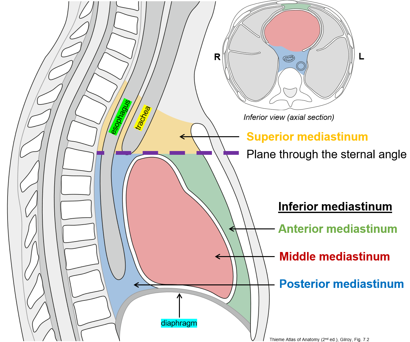 <p>The space between the <strong>lungs</strong>, containing the <strong>heart, vessels, and other structures</strong>. It is divided into:</p><ul><li><p><strong>Superior mediastinum</strong> (above the sternal angle).</p></li><li><p><strong>Inferior mediastinum</strong> (below the sternal angle at <strong>rib 2 and T4/T5</strong> level).</p></li></ul><p class="is-empty is-editor-empty"></p>