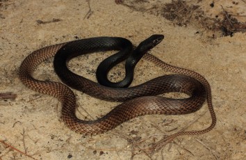 <p>non-thick herbaceous; south of the mountains; fastest snake; long and slender; larger eyes; black on head ombre into tannish</p>