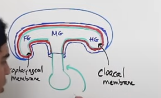 <p>4th week what is this duct</p>