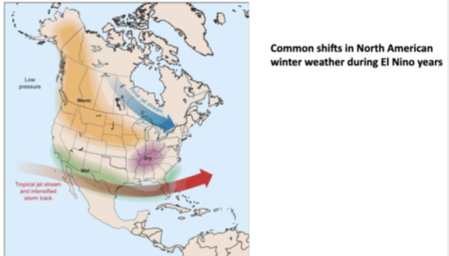 <p>Tropical jet stream strengthens and shifts eastward, bringing more storms and rainfall across the S US (CA, TX, FL, Gulf Coast), meaning the S tier of the US typically gets wetter-than-normal winters; meanwhile, parts of the Ohio Valley and Midwest often experience drier-than-normal winters</p><p>-much of Canada and the N US tends to have warmer-than-normal winters bc the polar jet stream shifts N, preventing as much Arctic air from dipping S</p><p>-at the same time, over the N Pacific a low-pressure area develops, reinforcing the altered jet stream paths</p>