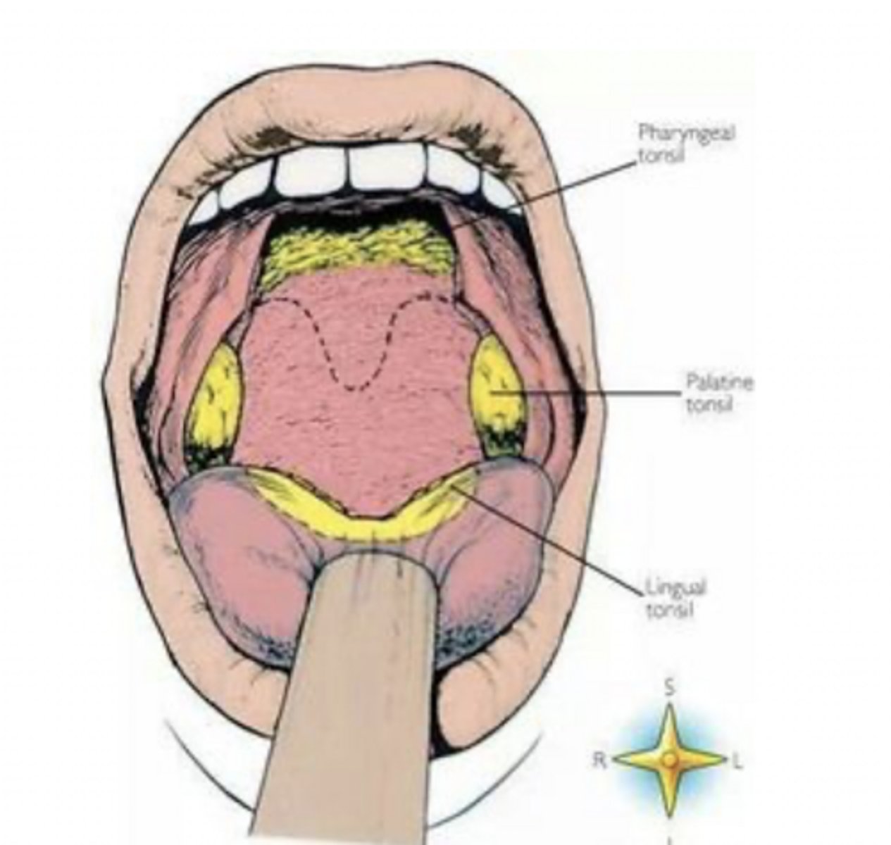 <p>floor of mouth, ventral tongue, soft palate</p><p>SVF</p>