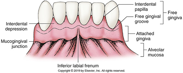 <p><span>Gingiva that adheres tightly to the alveolar process around the roots of the teeth.</span></p>