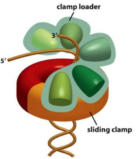 <ul><li><p>challenge = loading and holding onto DNA</p></li><li><p>A ‘clamp loader’ loads the sliding clamp onto DNA</p></li></ul><p></p>